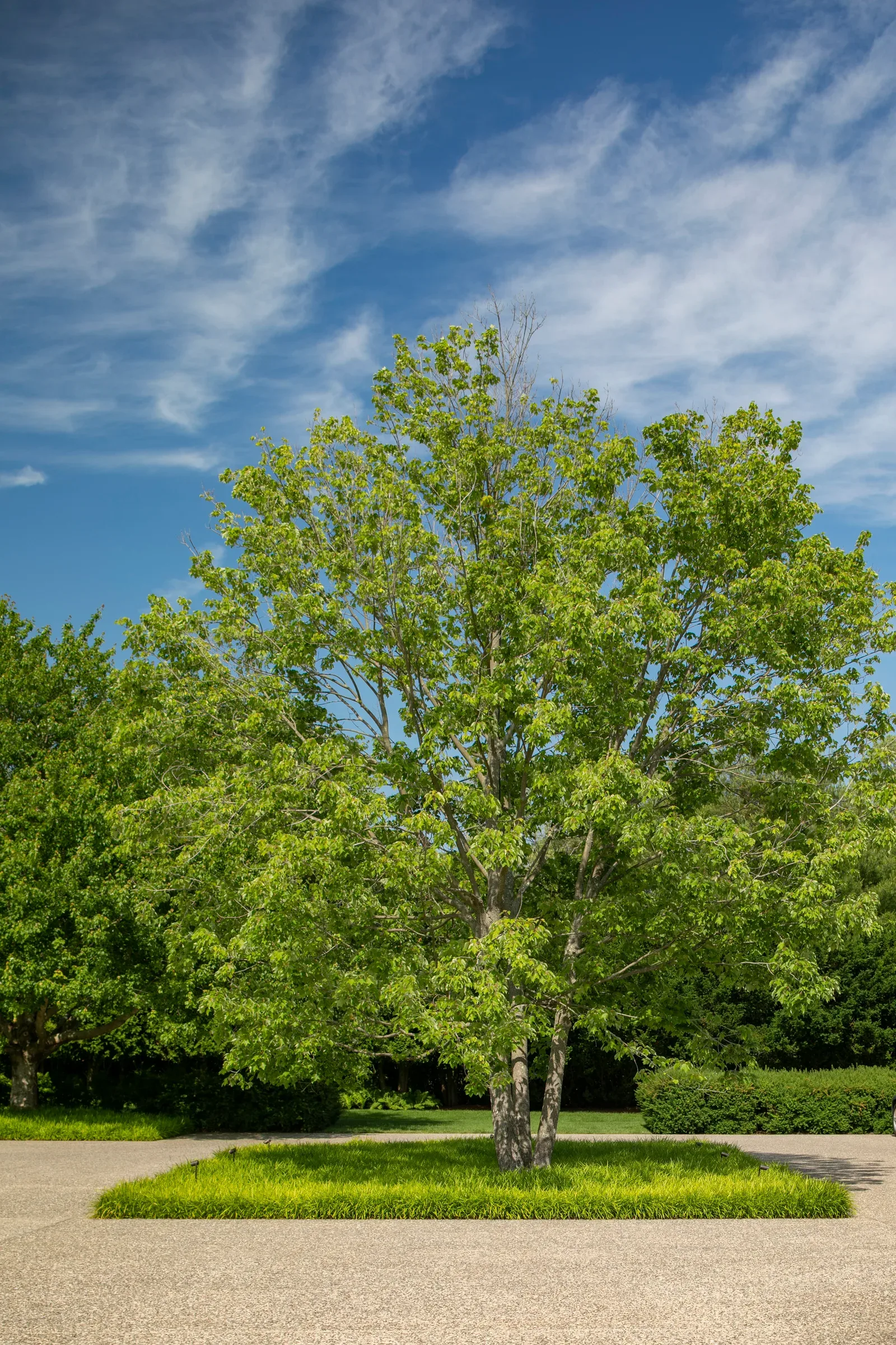 Peconic Lawn & Tree Care crew providing Hamptons lawn and landscape service