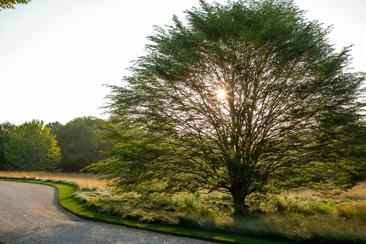 Hamptons landscape portfolio — LDG_2021_Schwartz_drive_012, Hamptons landscape by Peconic Lawn & Tree Care