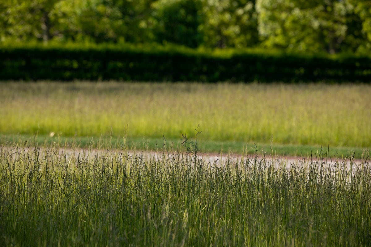 Hamptons landscape portfolio — PeconicLawnCare_2023_0530_010, Hamptons landscape by Peconic Lawn & Tree Care