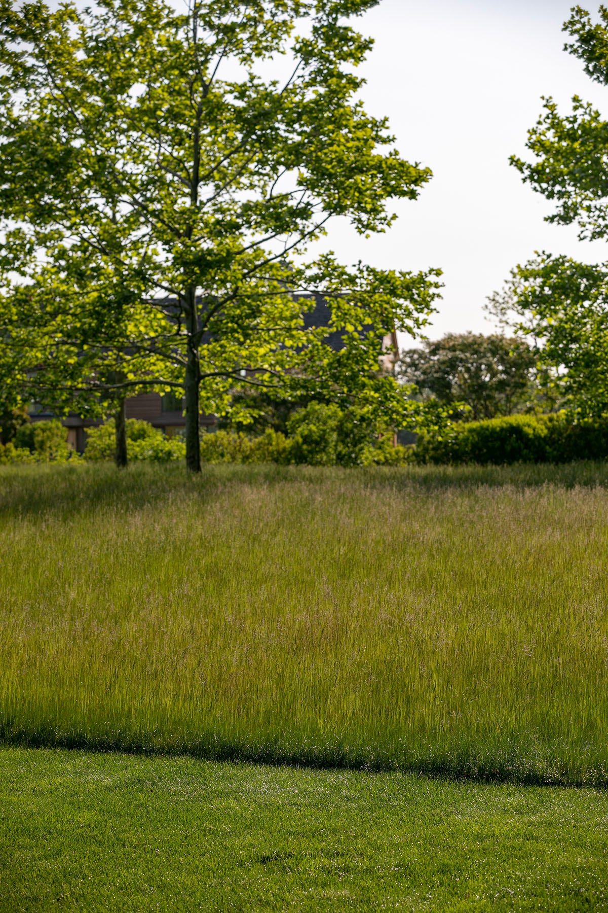 Wildflower meadow natural beauty
