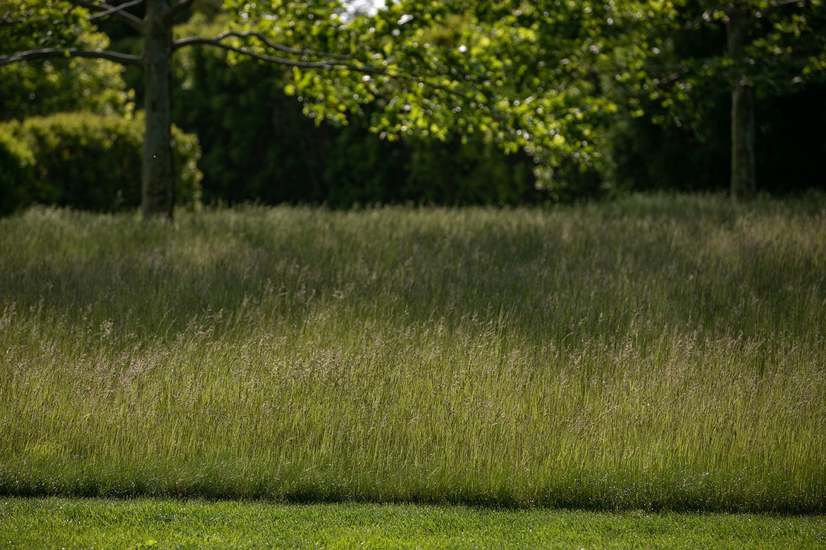 Hamptons landscape portfolio — PeconicLawnCare_2023_0530_017, Hamptons landscape by Peconic Lawn & Tree Care