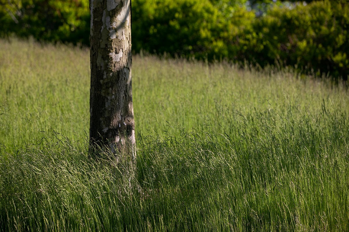Hamptons landscape portfolio — PeconicLawnCare_2023_0530_019, Hamptons landscape by Peconic Lawn & Tree Care