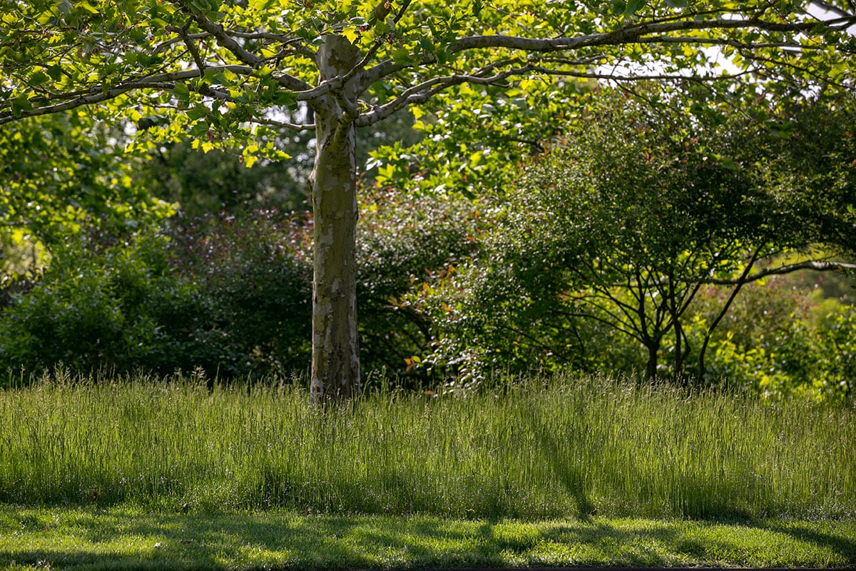 Hamptons landscape portfolio — PeconicLawnCare_2023_0530_022, Hamptons landscape by Peconic Lawn & Tree Care