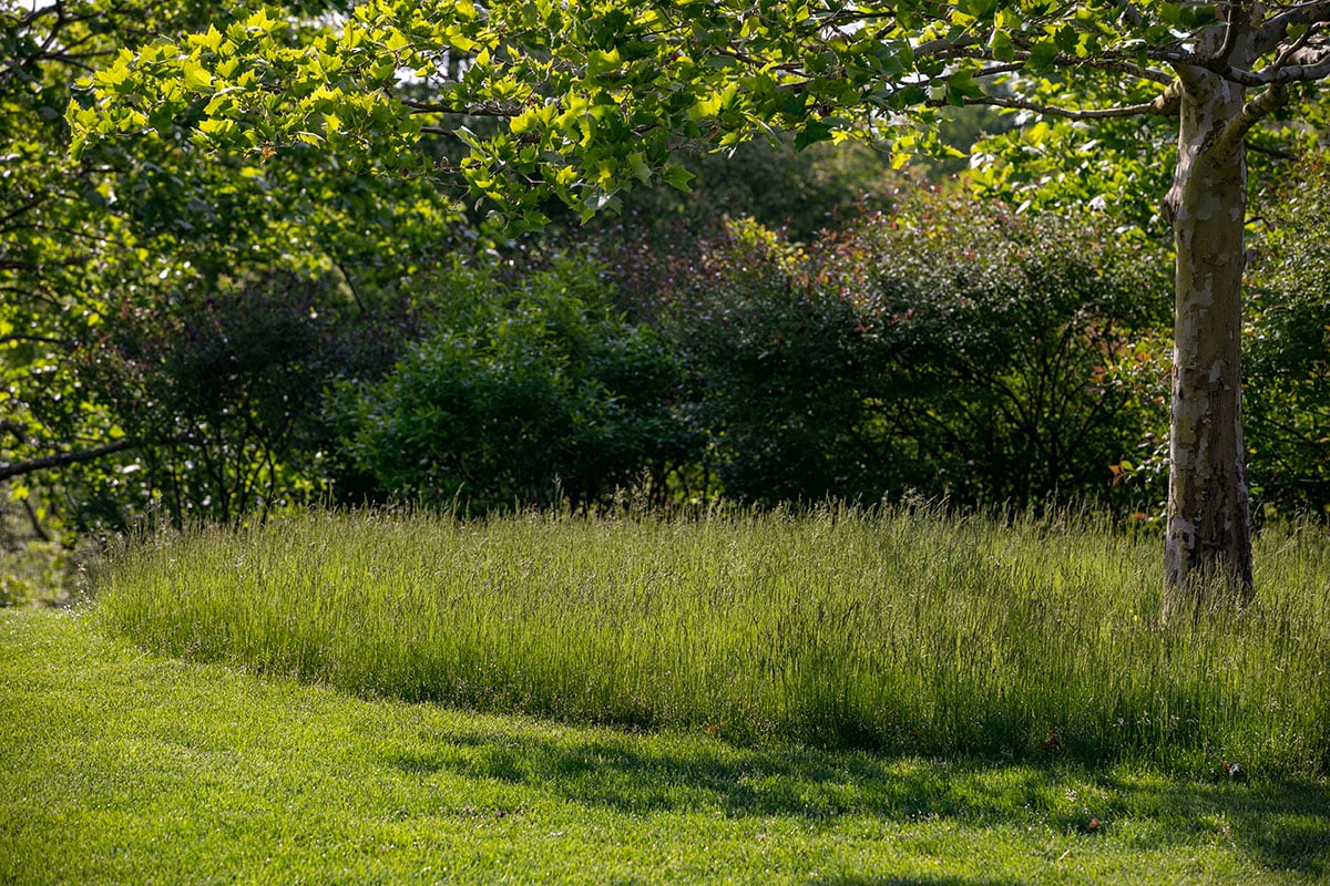 Hamptons landscape portfolio — PeconicLawnCare_2023_0530_023, Hamptons landscape by Peconic Lawn & Tree Care