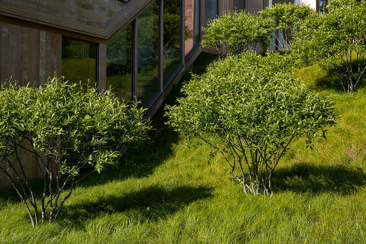 Hamptons landscape portfolio — PeconicLawnCare_2023_0530_037, Hamptons landscape by Peconic Lawn & Tree Care