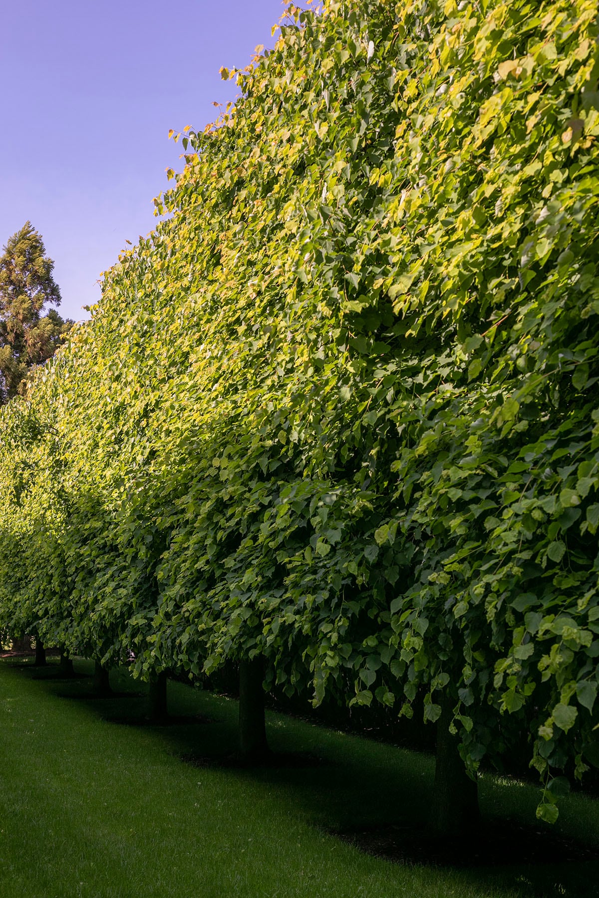 Hamptons landscape portfolio — PeconicLawnCare_2023_0530_077, Hamptons landscape by Peconic Lawn & Tree Care