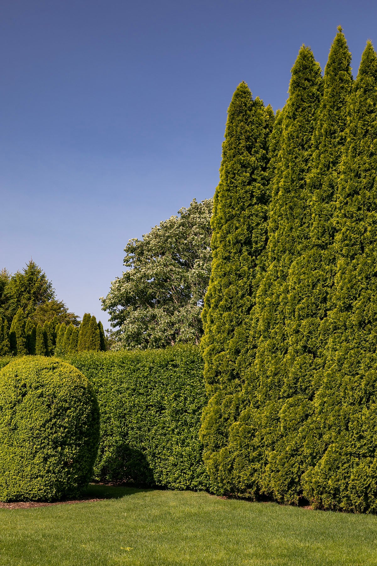 Hamptons landscape portfolio — PeconicLawnCare_2023_0530_081, Hamptons landscape by Peconic Lawn & Tree Care