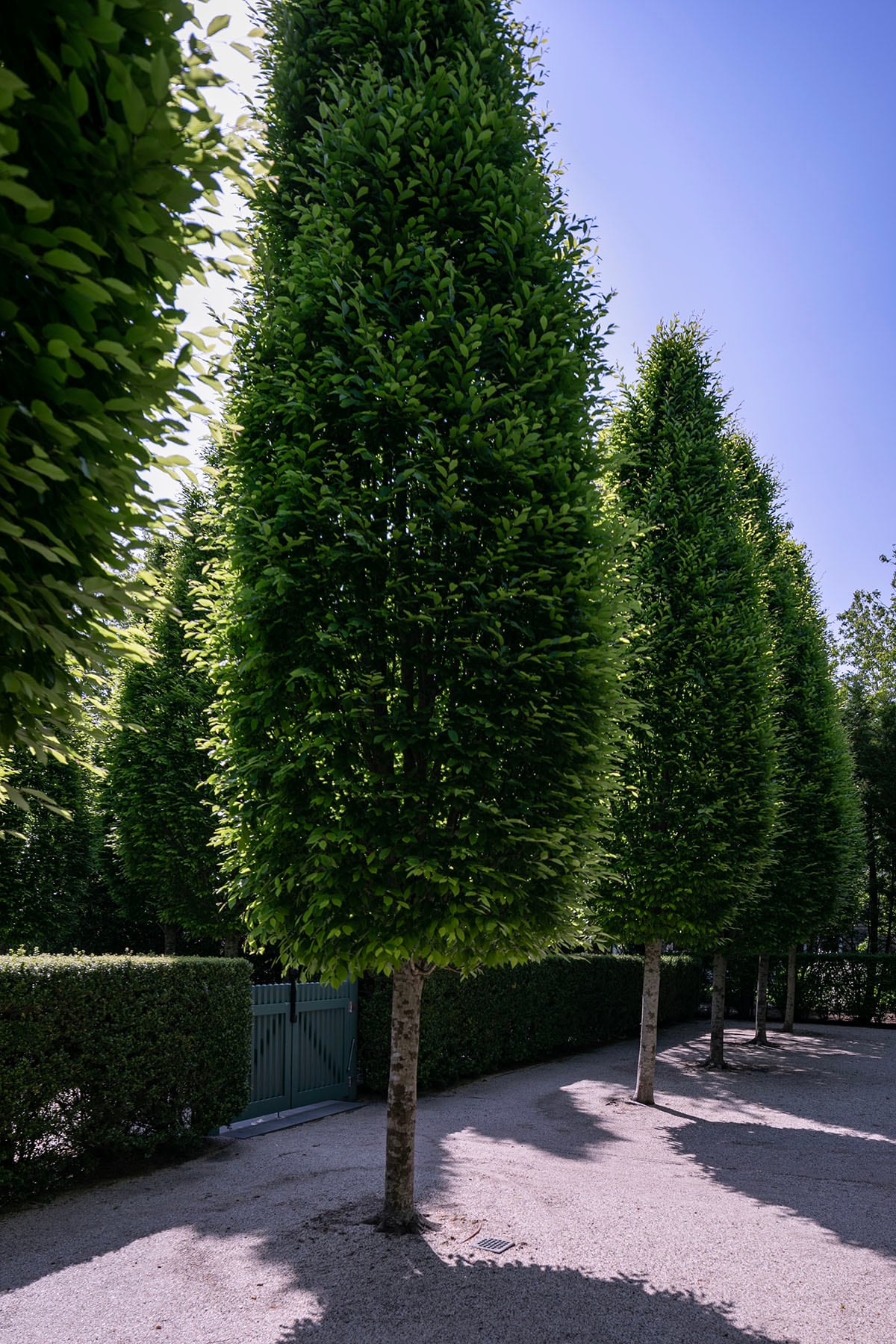 Hamptons landscape portfolio — PeconicLawnCare_2023_0530_093, Hamptons landscape by Peconic Lawn & Tree Care