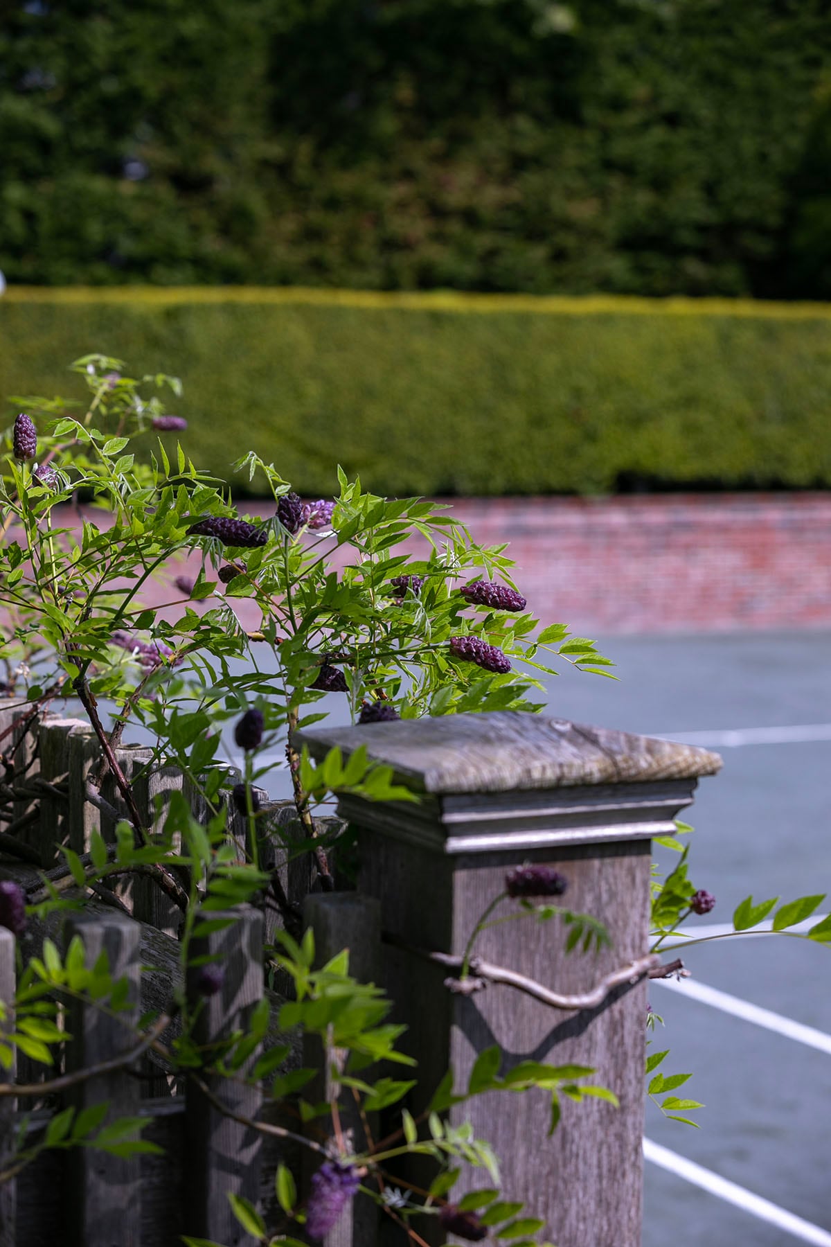 Hamptons landscape portfolio — PeconicLawnCare_2023_0530_107, Hamptons landscape by Peconic Lawn & Tree Care