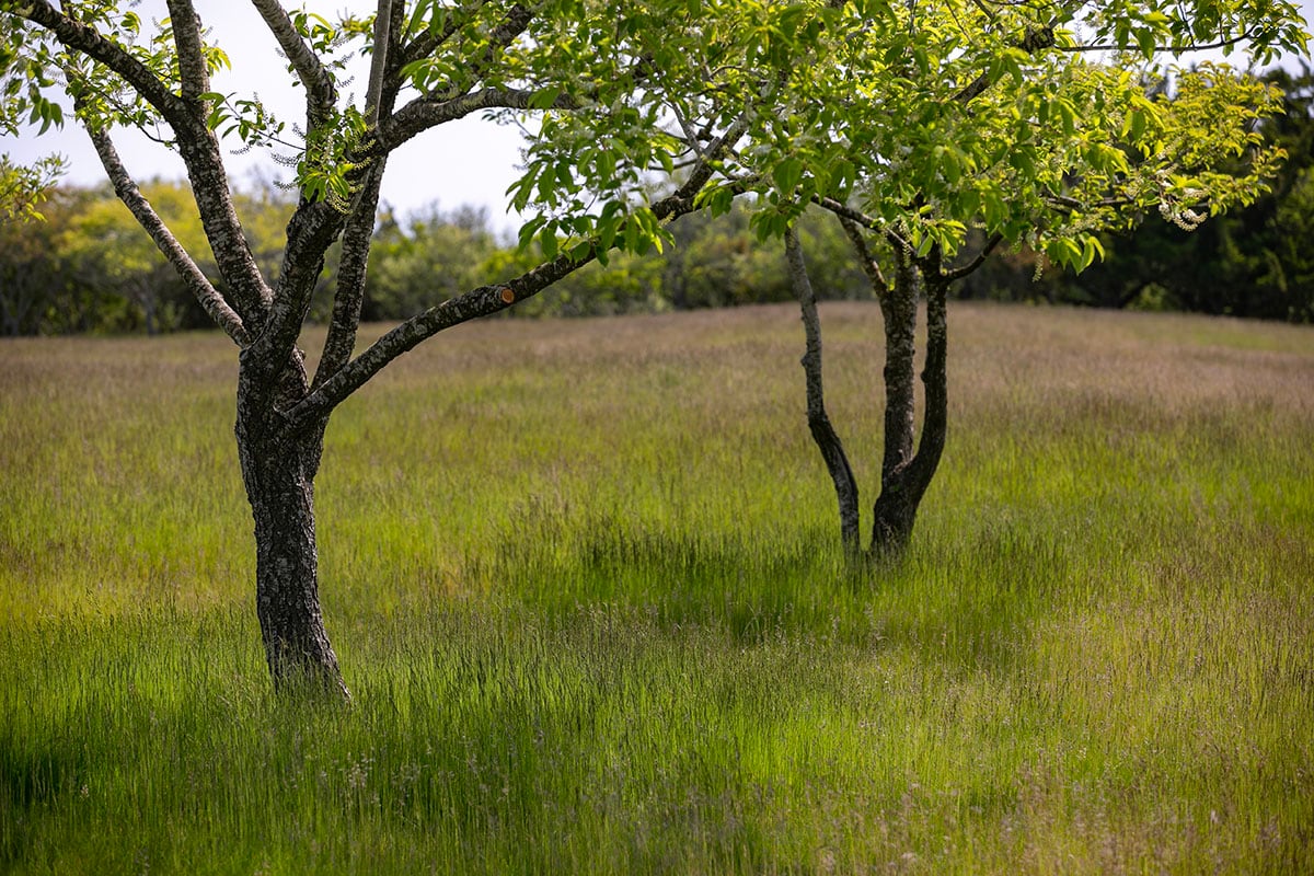 Hamptons landscape portfolio — PeconicLawnCare_2023_0530_127, Hamptons landscape by Peconic Lawn & Tree Care