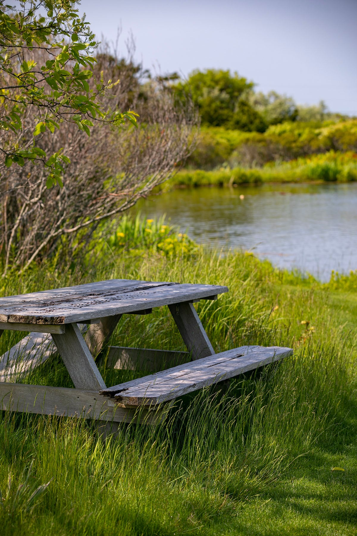 Hamptons landscape portfolio — PeconicLawnCare_2023_0530_136, Hamptons landscape by Peconic Lawn & Tree Care