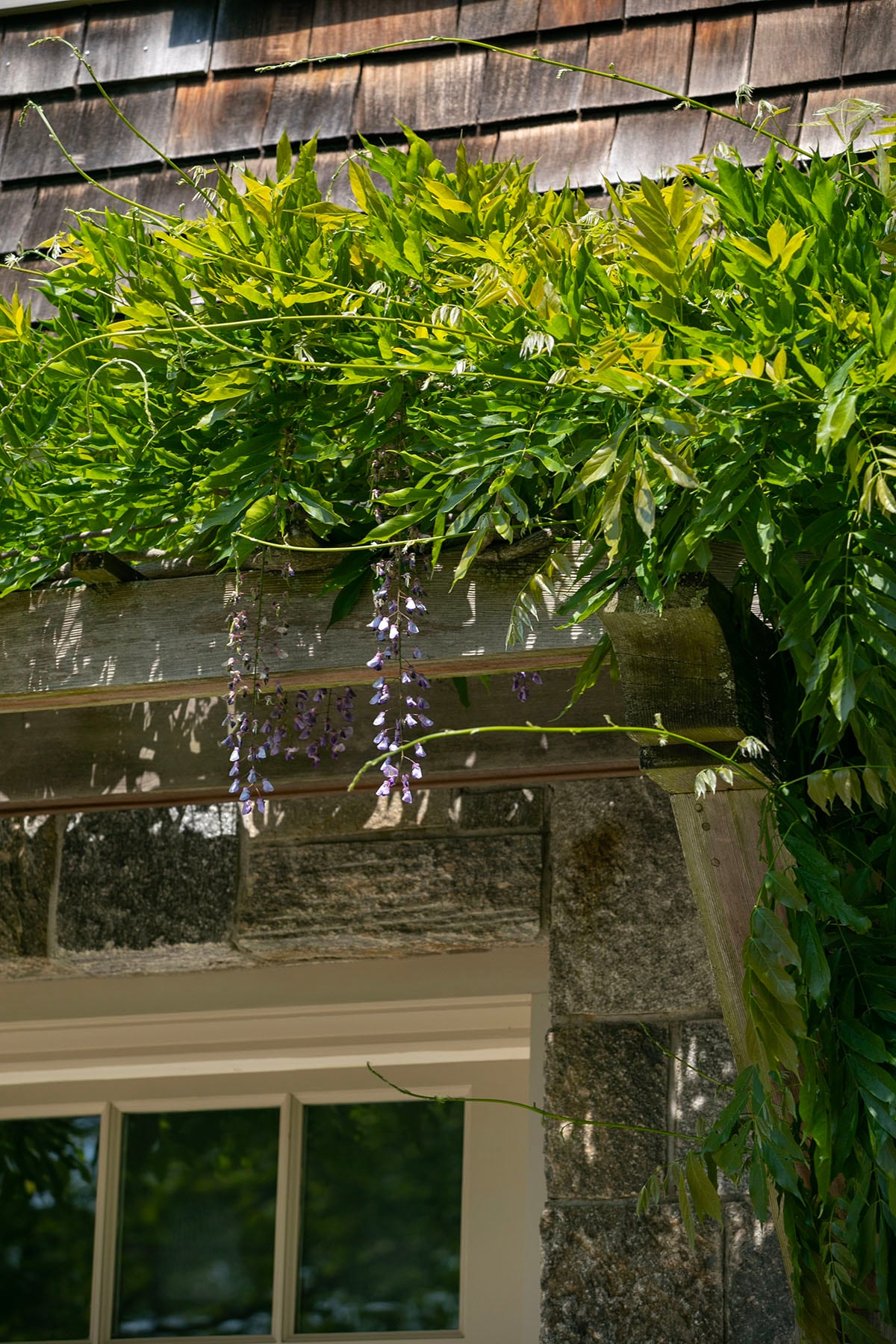 Hamptons landscape portfolio — PeconicLawnCare_2023_0530_164, Hamptons landscape by Peconic Lawn & Tree Care